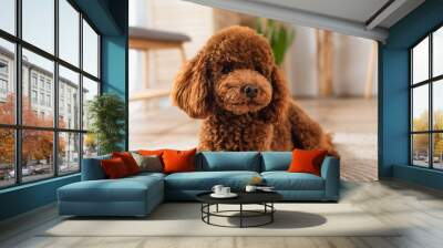 brown groomed poodle resting in modern apartment. Wall mural