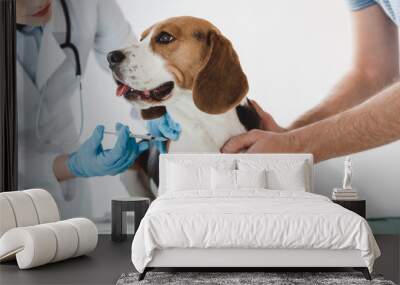 cropped image of man holding beagle while veterinarian doing injection by syringe to it Wall mural