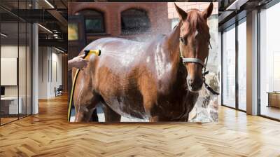 Cropped shot of person washing brown purebred horse outdoors Wall mural