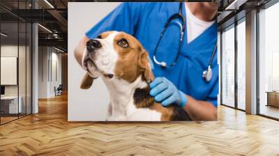 Cropped view of veterinarian examining beagle dog isolated on grey Wall mural