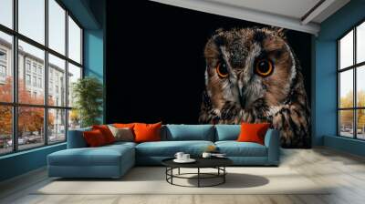 cute wild owl muzzle isolated on black with copy space Wall mural