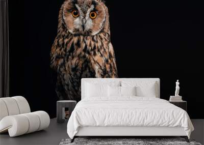 cute wild owl sitting on wooden branch isolated on black Wall mural