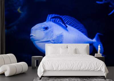 exotic fish swimming under water in aquarium with blue neon lighting Wall mural