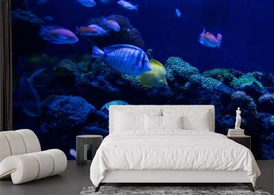 fishes swimming under water in aquarium with blue lighting Wall mural