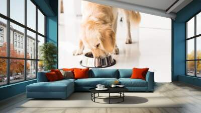 golden retriever eating dog food from metal bowl Wall mural