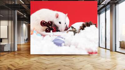 selective focus of small rat near red berries and presents isolated on red Wall mural