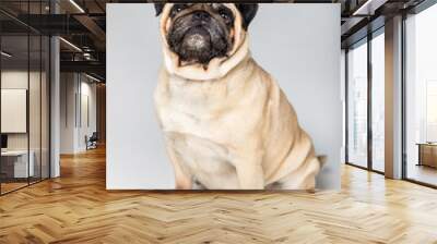 studio shot of cute pug dog sitting isolated on grey Wall mural