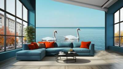 Two white swans swimming on blue river Wall mural