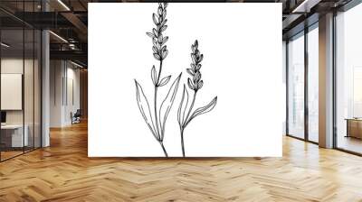 Vector wildflower floral botanical flowers. Black and white engraved ink art. Isolated wildflowers illustration element. Wall mural