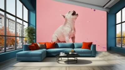 White French bulldog with open mouth on confetti and pink background Wall mural