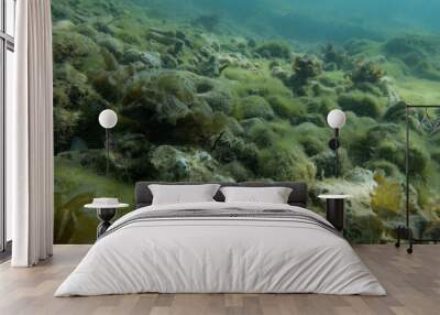 Underwater Wall mural