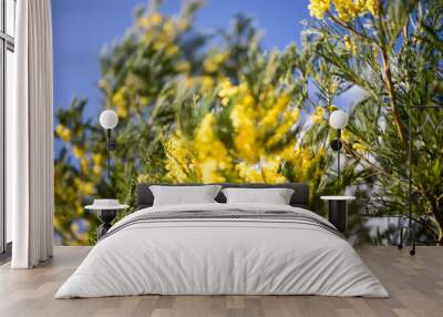 yellow wattle blossoms flowers close up blue sky blur Wall mural