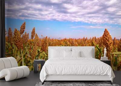 Sorghum under blue sky in autumn Wall mural