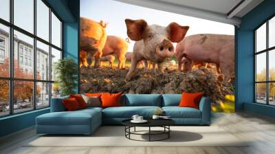 pigs eating on a meadow in an organic meat farm - wide angle lens shot Wall mural