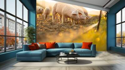 Pigs eating on a meadow in an organic meat farm - wide angle lens shot Wall mural