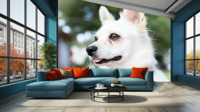 portrait of a white dog Wall mural