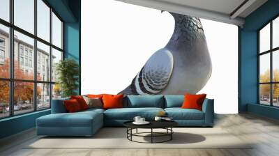 pigeon isolated on a white background. 3d render. Wall mural