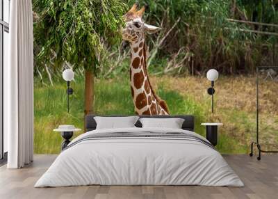 giraffe eating grass Wall mural