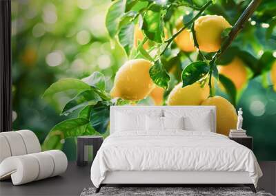 Lush lemon tree with bright golden ripe fruits hanging from its branches in a warm sunlit garden setting  The green leaves and yellow lemons create a vibrant juicy contrast against the natural Wall mural