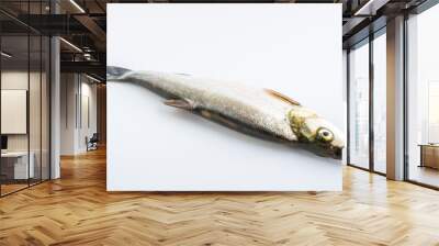 A fresh white fish on a white background Wall mural