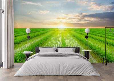 Chinese rural paddy field / agricultural planting background Wall mural