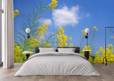 Golden yellow rape flower under blue sky Wall mural