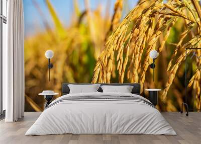 Golden yellow rice ear of rice growing in autumn paddy field Wall mural