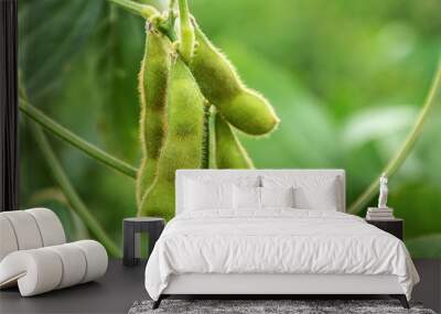 Growing edamame / fresh beans Wall mural