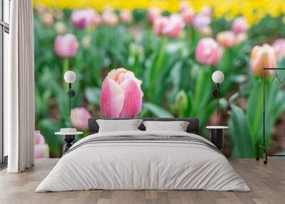 pink tulips blooming in spring Wall mural