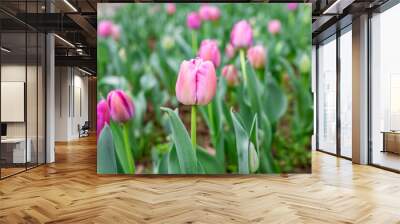 pink tulips blooming in spring Wall mural