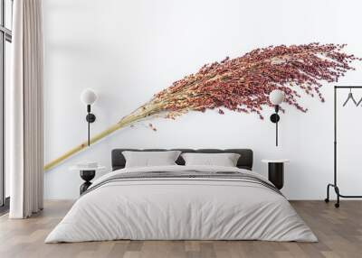 Red sorghum spike on white background Wall mural