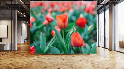 red tulips blooming in spring Wall mural