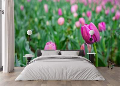 rose red tulips blooming in spring Wall mural