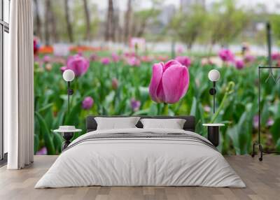 rose red tulips blooming in spring Wall mural