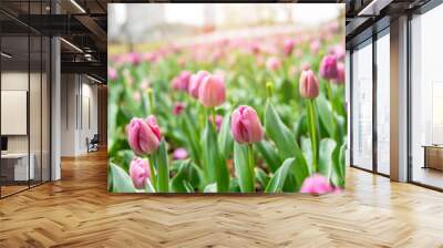 rose red tulips blooming in spring Wall mural