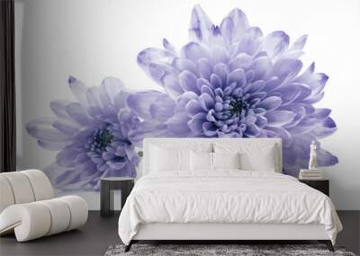 blue chrysanthemum flower on white Wall mural