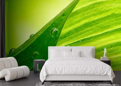 green leaf background Wall mural