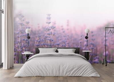 Lavender flowers in field Wall mural