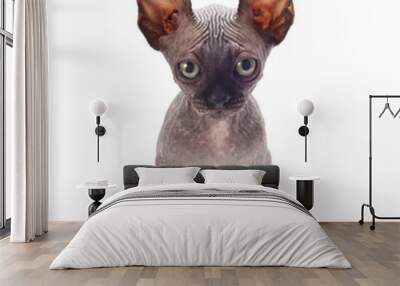 sphinx cat Wall mural