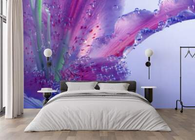 Violet and Pink Lily flower with drops in water. Abstract nature background. Wall mural