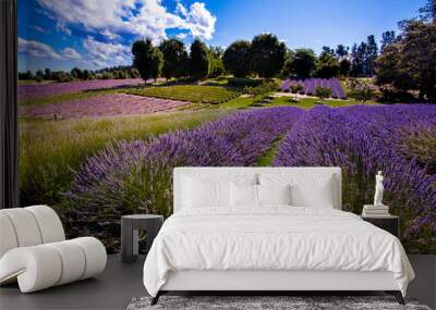 Wanaka Lavender farm, Wanaka, New Zealand Wall mural