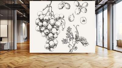 vintage illustration of ink drawn sweet white grape Wall mural