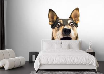 Extreme close up of funny shocked surprised german sheppard dog with opened wide eyes on white background. Wall mural