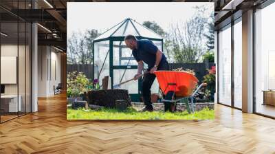 Man in a navy polo shirt is splitting logs in the garden, greenhouse on the background, orange wheelbarrow on the side, selective focus Wall mural