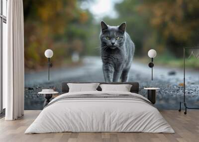 A grey cat walks across a road, surrounded by autumn leaves Wall mural