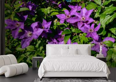 Closeup of purple clematis flowers (Clematis viticella) also kwon as Italian leather flower with green leaves background. Climbing vines of purple flowers. Wall mural