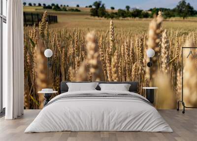 golden wheat field in summer in Germany, close up Wall mural