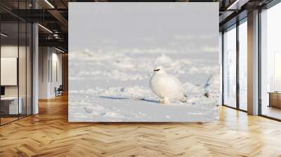 Svalbard Rock ptarmigan, Lagopus muta hyperborea, bird with winter plumage, in the snow at Svalbard Wall mural