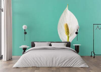 Spathiphyllum home plant.Close-up petal of white flower .Concept of home gardening. Wall mural