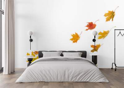  Falling autumn maple multicolored leaves cut out  Wall mural